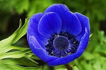 Flower Seeds, Seeds,Seeds For Planting,Plant Seeds