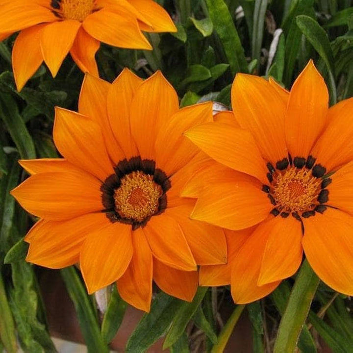 Dark Yellow Gazania Flower Seeds for Planting – Heirloom, Non-GMO, Pollinator Friendly Garden Seeds