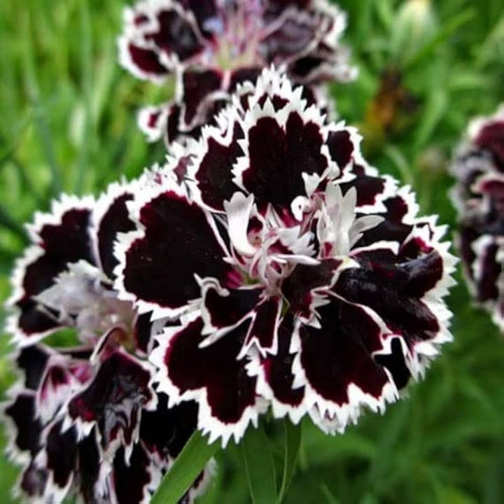 Carnation Black Flower Seeds for Planting – Heirloom Non-GMO, High Germination Organic Garden Seeds