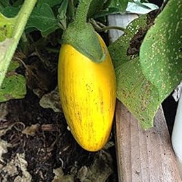Vegetable Seeds,Garden seeds, Seeds For Planting,Plant Seeds