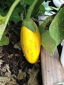 Vegetable Seeds,Garden seeds, Seeds For Planting,Plant Seeds