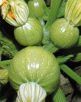 Vegetable Seeds,Garden seeds, Seeds For Planting,Plant Seeds