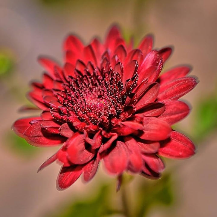 Flower Seeds, Seeds,Seeds For Planting,Plant Seeds