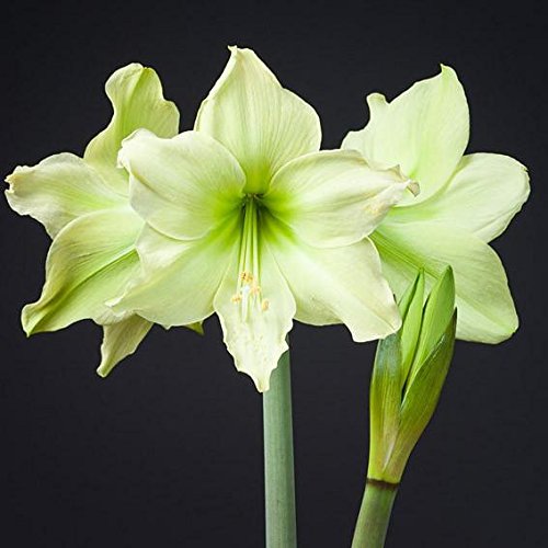 Pale Green Amaryllis Flower Seeds for Planting – Heirloom, Non-GMO, Premium Quality, High Germination