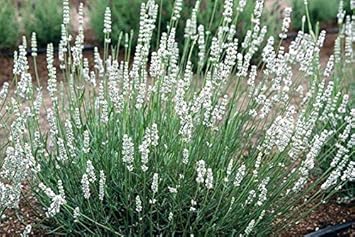 Flower Seeds, Seeds,Seeds For Planting,Plant Seeds