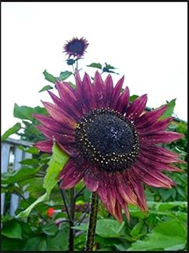 Flower Seeds, Seeds,Seeds For Planting,Plant Seeds