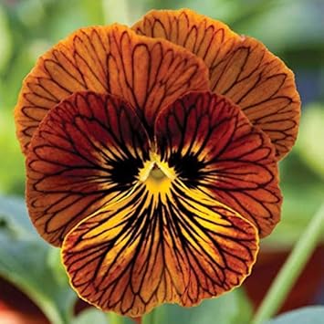 Flower Seeds, Seeds,Seeds For Planting,Plant Seeds