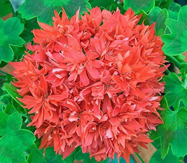 Pelargonium Flower Seeds for Planting Light Red – Cut Flower Favorite, Heirloom, Non-GMO, High Germination Organic Garden Seeds