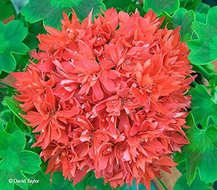 Pink Univalve Geranium Flower Seeds for Planting – Pollinator Friendly Heirloom Non-GMO High Germination Garden Seeds