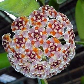 Flower Seeds, Seeds,Seeds For Planting,Plant Seeds