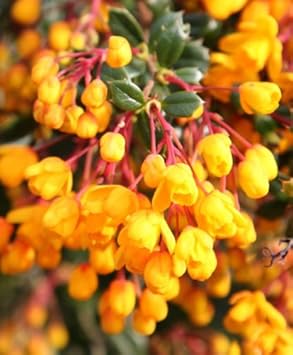 Flower Seeds, Seeds,Seeds For Planting,Plant Seeds