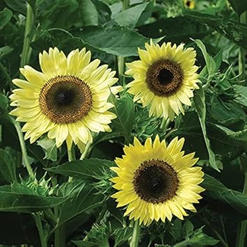 Light Yellow Sunflower Seeds for Planting – Sun Loving, Heirloom, Non-GMO, High Germination Organic Garden Seeds