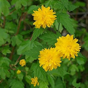 Flower Seeds, Seeds,Seeds For Planting,Plant Seeds