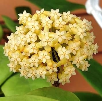 Flower Seeds, Seeds,Seeds For Planting,Plant Seeds