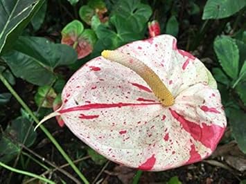 Flower Seeds, Seeds,Seeds For Planting,Plant Seeds