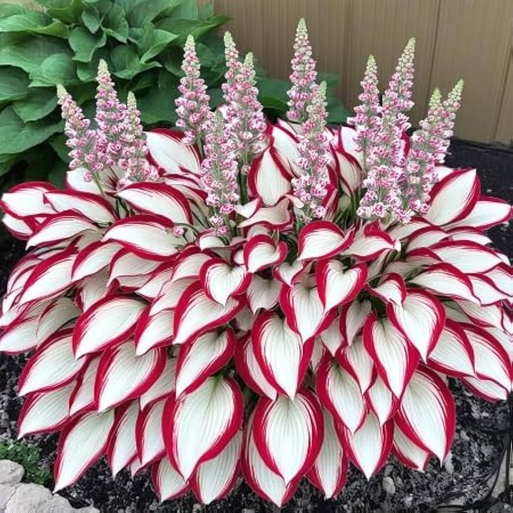 Red White Coleus Flower Seeds for Planting – Non-GMO, Shade Tolerant Heirloom Organic Garden Seeds
