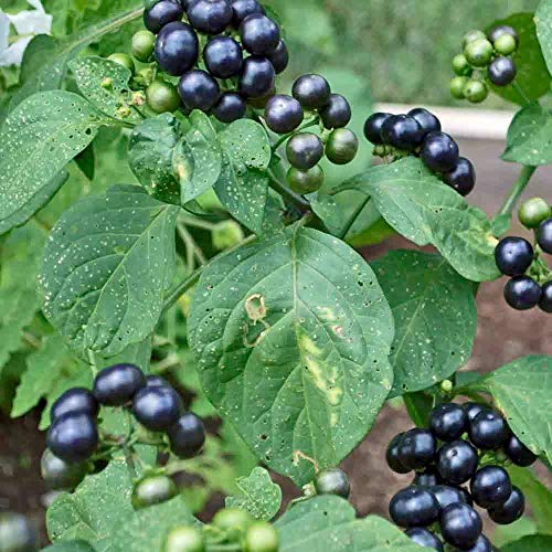 Black Huckleberry fruit seeds for planting – Heirloom & Non-GMO garden seeds, tangy berries for wild gardens