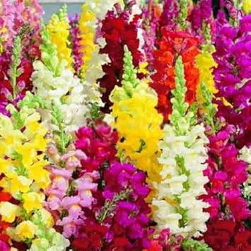 Flower Seeds, Seeds,Seeds For Planting,Plant Seeds