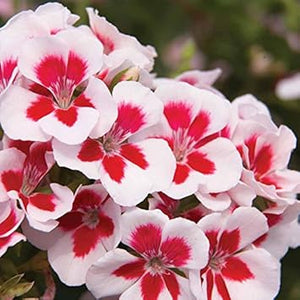 Flower Seeds, Seeds,Seeds For Planting,Plant Seeds
