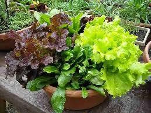 Lettuce Iceberg Seeds for Planting – Crisp Head, High Yield, Cool Season Vegetable