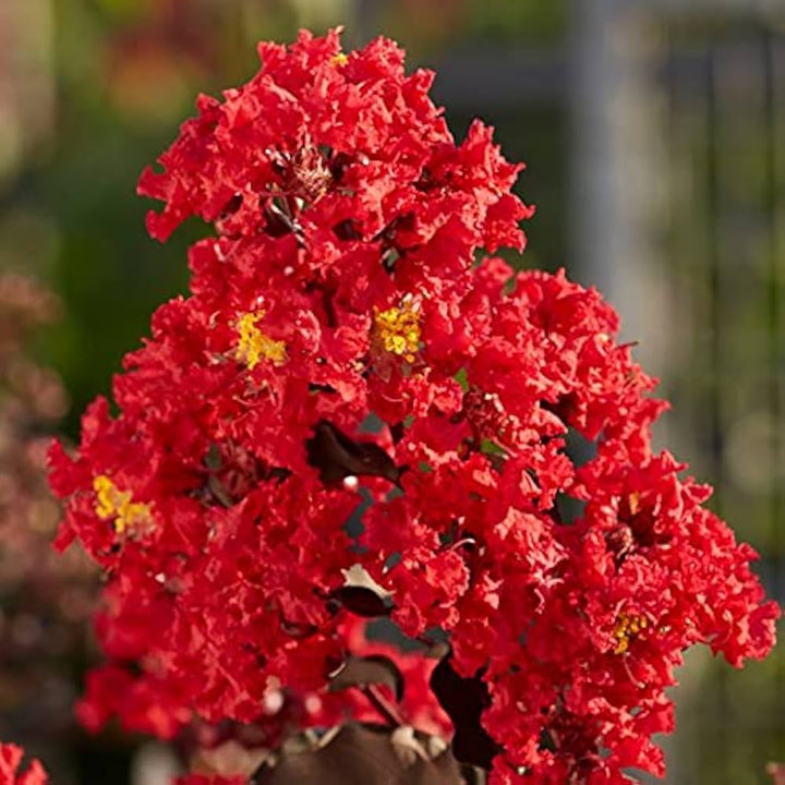 Flower Seeds, Seeds,Seeds For Planting,Plant Seeds