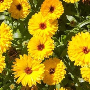 Flower Seeds, Seeds,Seeds For Planting,Plant Seeds