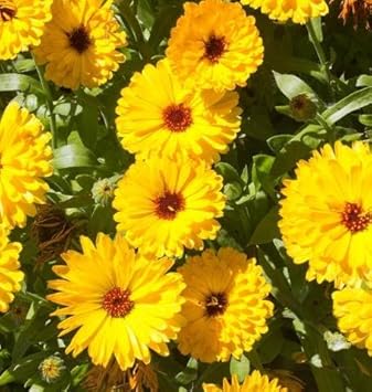 Flower Seeds, Seeds,Seeds For Planting,Plant Seeds