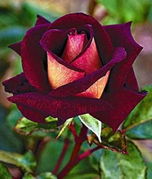 Flower Seeds, Seeds,Seeds For Planting,Plant Seeds