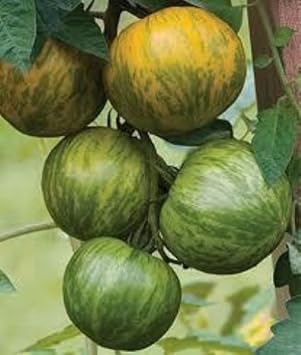 Vegetable Seeds,Garden seeds, Seeds For Planting,Plant Seeds