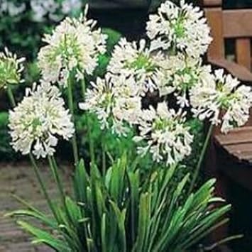 Flower Seeds, Seeds,Seeds For Planting,Plant Seeds