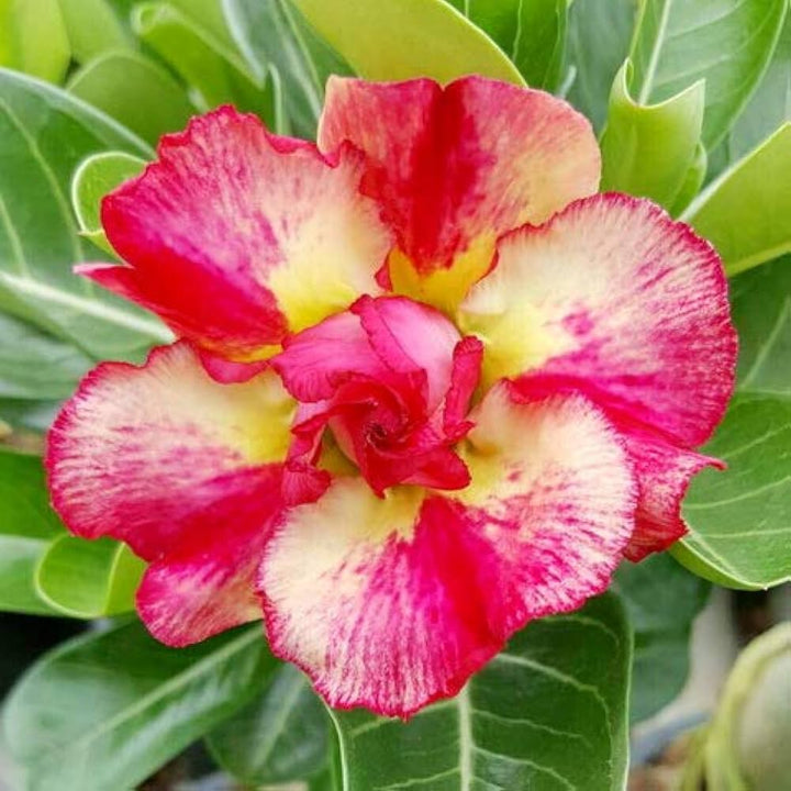 Pink Yellow Adenium Obesum Seeds for Planting – Heirloom, Non-GMO, High Germination Organic Garden Seeds