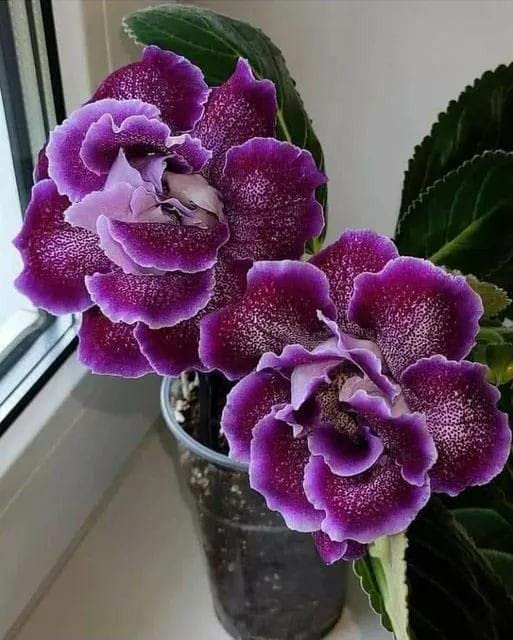 Burgundy Gloxinia Flower Seeds for Planting – Heirloom, Non‑GMO, High Germination Organic Garden Seeds