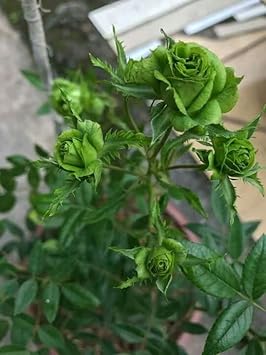 Flower Seeds, Seeds,Seeds For Planting,Plant Seeds