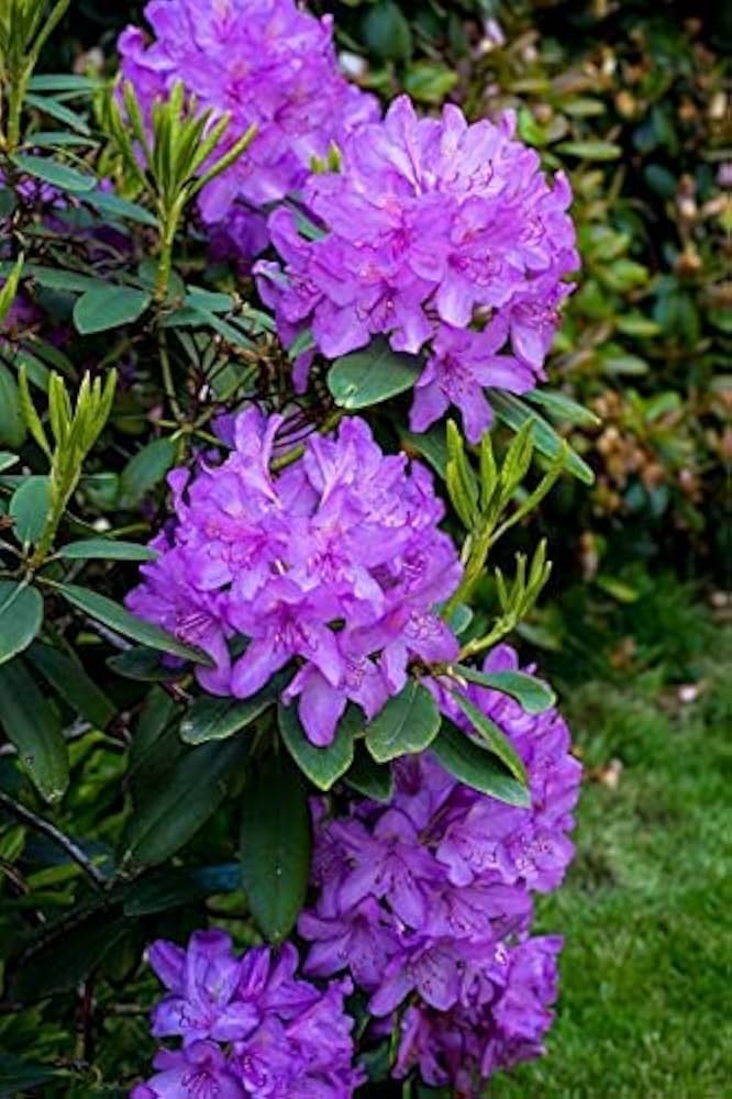 Violet Rhododendron Flower Seeds – Premium Quality, Heirloom &amp; Non-GMO Seeds for Home Garden