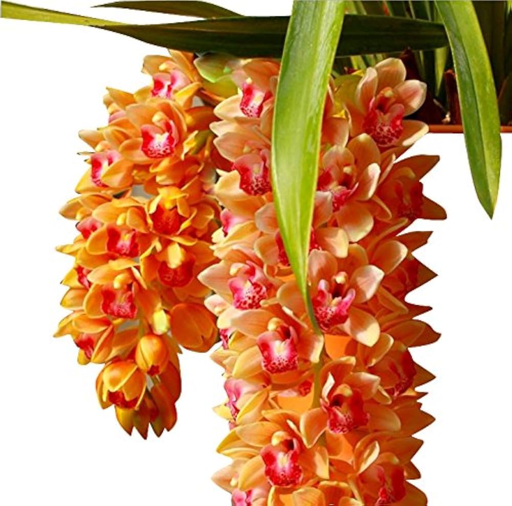 Mixed Cymbidium Maxillaria Goeringii Seeds for Planting – Heirloom, Non-GMO, Compact Growth, High Germination