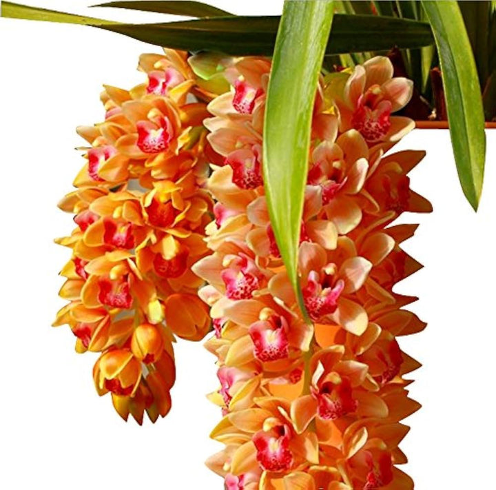 Mixed Cymbidium Maxillaria Goeringii Seeds for Planting – Heirloom, Non-GMO, Compact Growth, High Germination