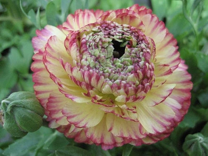 Brown Shade Japanese Ranunculus Flower Seeds for Planting - Heirloom, Non-GMO, High Germination Organic Garden Seeds
