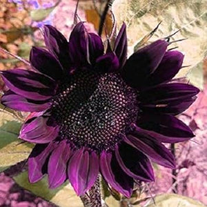 Flower Seeds, Seeds,Seeds For Planting,Plant Seeds