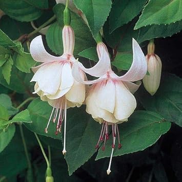 Flower Seeds, Seeds,Seeds For Planting,Plant Seeds