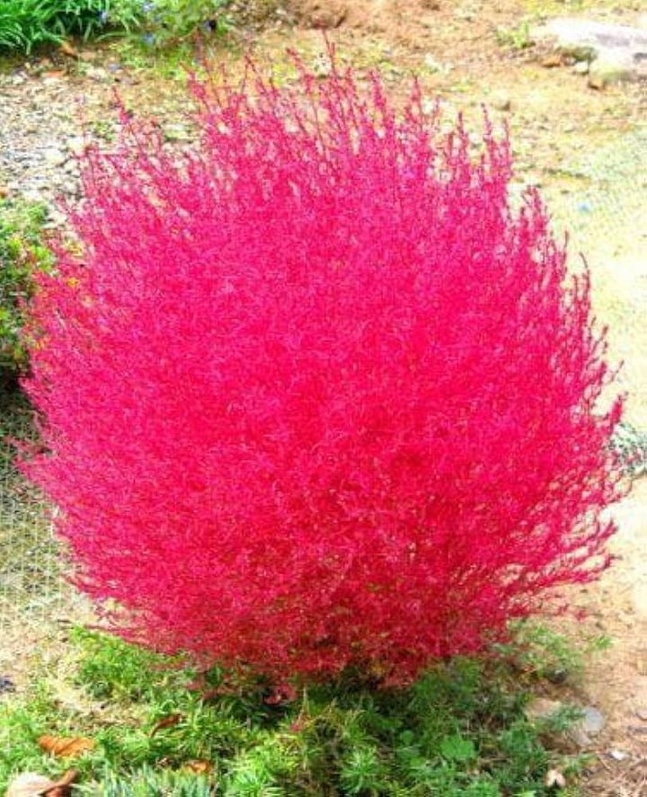 Red Burning Bush Flower Seeds for Planting – Heirloom Non-GMO, High Germination Organic Garden Seeds