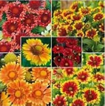 Flower Seeds, Seeds,Seeds For Planting,Plant Seeds