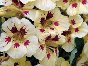 Flower Seeds, Seeds,Seeds For Planting,Plant Seeds