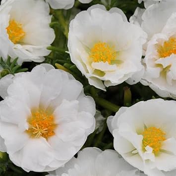 Portulaca Grandiflora Flower Seeds for Planting – Heirloom, Non-GMO, High Germination Garden Seeds