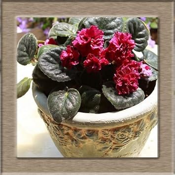 Flower Seeds, Seeds,Seeds For Planting,Plant Seeds