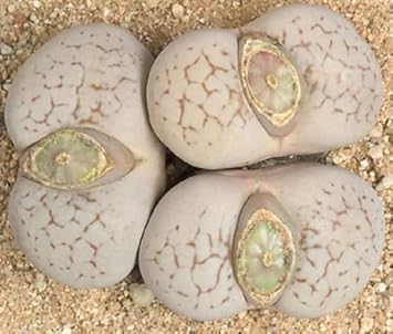 Yellow White Dinteranthus Flower Seeds for Planting – Premium Quality Heirloom Non-GMO High Germination Garden Seeds