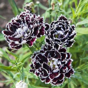 Flower Seeds, Seeds,Seeds For Planting,Plant Seeds