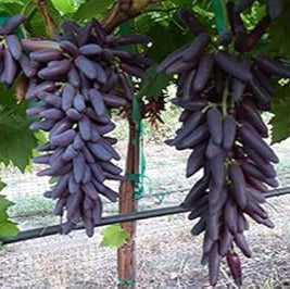 Fruit Seeds,Garden seeds, Seeds For Planting,Plant Seeds