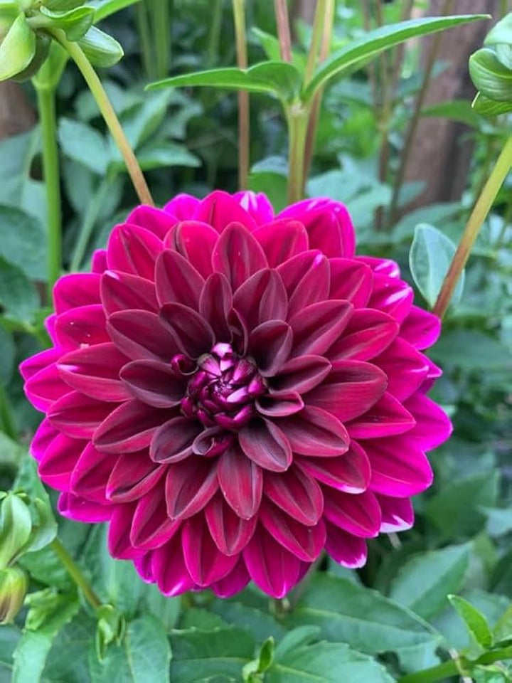 Dark Pink Dahlia Flower Seeds for Planting Heirloom Non-GMO High Germination Organic Garden Seeds