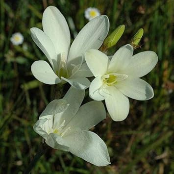 Flower Seeds, Seeds,Seeds For Planting,Plant Seeds