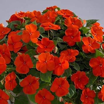 Orange Impatiens Flower Seeds for Planting – Heirloom, Non-GMO, High Germination Organic Garden Seeds